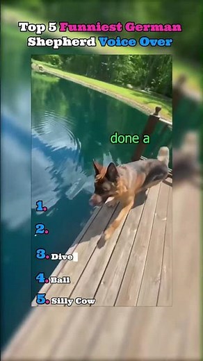 Top 5 funniest German shepherd voice over moments credit to collabDRM