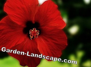 Plants: Hibiscus - basics for successful care of the garden hibiscus | 2025