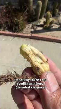 Intergeneric? Two separate genus of plants get hybridized to create a Matucana x Truchocereus.