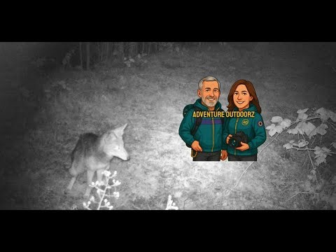 Coyote, Deer and Rabbit on Trail Cam Langley Township Wildlife Footage