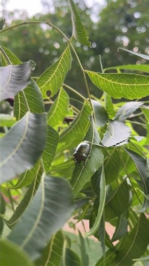 “Pelidnota Punctata: 🪲The Shining Grapevine Beetle 🍇✨”#shorts