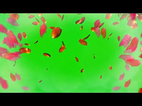 Rose Petals Falling Green Screen (+Free Download)