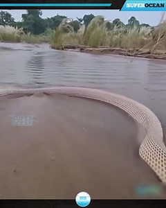 81Most Unbelievable Animal Moments Ever Caught On Camera | National Democratic Congress - UPND Alliance | Facebook