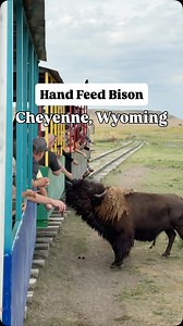1.8K views · 2.3K reactions | 怜 Did you know you can hand-feed bison...