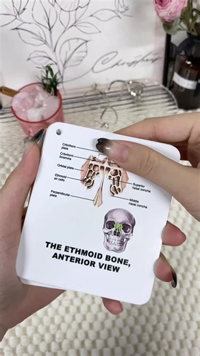 Essential Anatomy Tips for Nursing Students