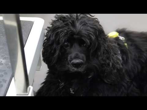 Lulu’s Grooming Day – A Sweet American Cocker Spaniel 💛🐾