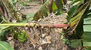 Quantifying the after effects of cyclone Rae on livelihood at delaniyavu Naqelelevu..the story was aired live on Fiji One Na i Katalau breakfast show this morning.. | Mika Loga Pikibull