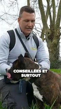 🥰🐶 Bouba est disponible à l'adoption à la SPA de Bordeaux