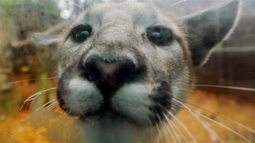 Akron Zoo's new mountain lion cubs make their debut