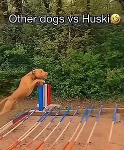 5.8M views · 7.7K reactions | other dogs vs husky See more interesting articles here ==> https://images1.icusocial.com/20-fascinating-photos-created-by-pure-coincidence-that-will-leave-you-in-awe/ | Dondré T. Whitfield | Facebook