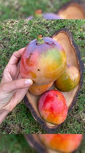 Miami Fruit on Instagram: "South Florida grown Super Julie mangoes are in season now!!  Have you tried this variety? It’s a seedling from the very popular Julie mango 省 ➡️ miamifruit.org  Song: The Mango Song by Afrobeta #juliemango #superjulie #superjulieMango #floridamango #rainbowmango"