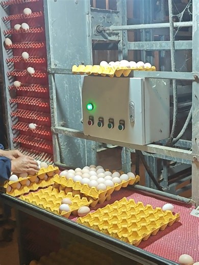 环境控制系统好处 节省人工成本（只需2名工人） 更高的鸡蛋产量和更清洁的鸡蛋 卫生高效的农场管理 家禽设备厂提供-超过30年的家禽养殖经验，在全球范围内提供农场设计、设备和技术支持。联系我们： 8618939685448 #poultryfarming#layercages #Htypecage #farmautomation #modernfarming#鸡蛋生产 #agribusiness #layerfarming #poultryfarm#eggproduction #poultryequipment#smartfarming #agribusiness #poultryfarming #lavercages#Htypecage #farmautomation#modernfarming #poultrvfarminabusiness #ChickenCages#PoultrvEquipment #AutomatedFarming#AgriTech #Livestock#FarmLife#PoultryHealth