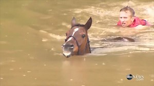 1.3M views · 34K shares | Horses Rescued From Flood Waters in Texas. The community came together to save nearly 70 horses. Would you do the same thing? | Horse Passion | Facebook