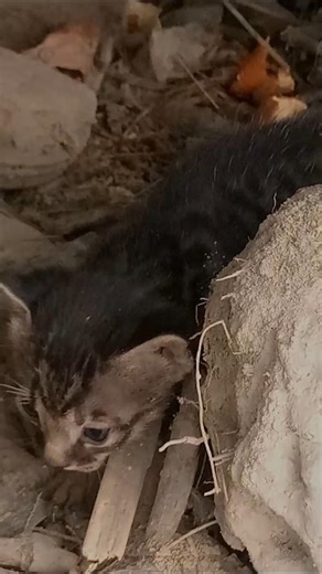 Brave Kitten Catches a | Cute but Powerful #cuteanimal #cat #cute