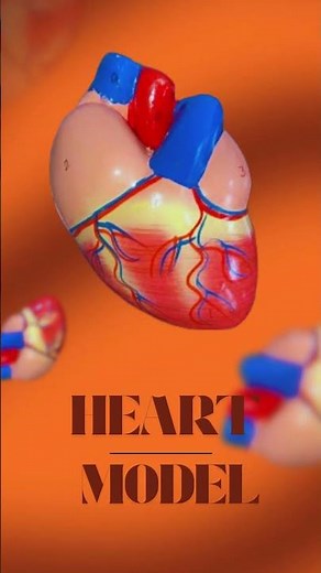 3D Human Heart Model – Perfect for Science Learning & Classroom Use