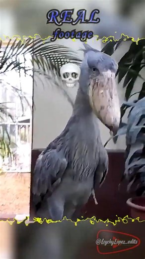Shoebill Stork Sounds Like a Machine Gun 🤯 - #realvsai