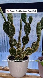 🚫 Bunny Ear Cactus = Pure Evil. One brush against it and you’ll regret it for DAYS 😭🌵 | Andre Ferreira
