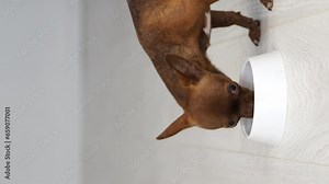 A Chihuahua dog eats food from a white bowl, vertical video. Smooth-haired purebred brown Chihuahua puppy. Vertical video with a dog for gadgets. Balanced nutrition and diet for pets