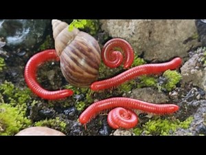 Millipede and Snails Slow Travelers of the forest ​#Millipede ​#Insects #Bugs