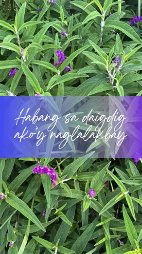 ✨ NEW INC MUSIC IS ALMOST HERE! ✨ 🎧 Are there things you are carrying that you cannot tell others so as not to worry them? Do you ever feel like a burden with your problems? Our Almighty God is always ready to listen and to help. This new INC music reminds us that we can always talk to God through our sincere prayers. ▶️ Listen to "Sa Iyo Ay Lalapit" coming soon to the INC Original Music YouTube Channel this Friday, April 4th, 6:00 PM PHT! 🔗 Save this YouTube link here: https://youtu.be/UbG0jN