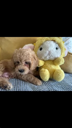#puppylove #puppytiktok #shihpoo #puppylife