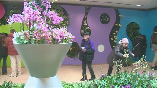 'Feelin' groovy': Chicago Botanic Garden orchid show in full bloom