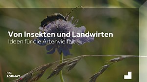 2.8K views · 42 reactions |  Die Insekten sterben und mit ihnen...