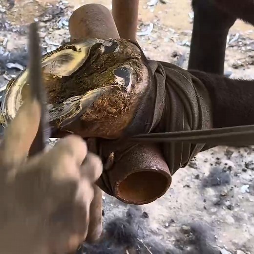 4.6K views · 19 reactions | Mule pulling cart farrier trims hoof with sickle and installs horseshoe-split-[Part-4] #animal #horse #cow #donkey #hoofcare #satisfying #hoof #care #helping #farrier | Hoof Farrier | Facebook