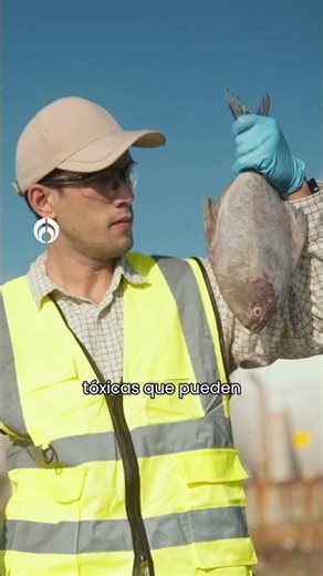 Gulf oil spill: Is it safe to eat seafood?