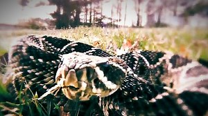 Exclusive video preview: Animal Planet's I Was Prey sees nature flip script on humans in horrifying attacks