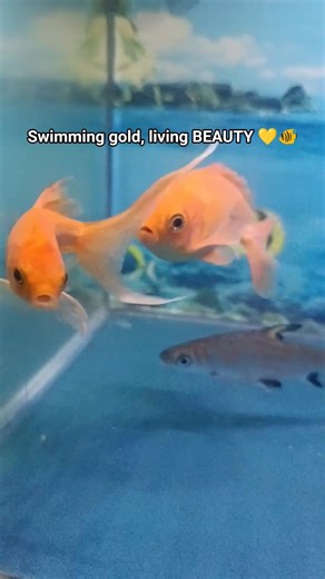 ❤️#oscarfish#aquarium#shortsfeed#bhiwandi#kurla#crawfordmarket#galiffstreetpetmarket#pets#ytshorts