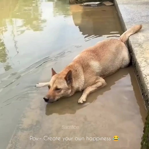 351K views · 140 reactions | Create your own happiness  | Sacrifice - আত্মত্যাগ | Facebook