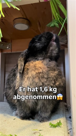 Meine Tipps🙌🏼🐇 Wichtig: wie ihr erkennt, ob euer Kaninchen betroffen ist (to be fair: die meisten sind betroffen) - ob das Tier innenliegendes besonders gefährliches Fett hat und co erfahrt ihr durch die Beratung bei einem kundigen Arzt. Werbung. Des Weiteren kann ich euch das Adipositas bei Kaninchen webinar ans Herz legen - es ist von der Expertin Diana Ruf und ich hab’s euch in der Bio verlinkt. #tiermedizin #tierärztin #tierarztpraxis