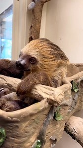 34K views · 2.6K reactions | So adorable. Our sloth collection https://www.giftsclubshop.com/collections/sloth-lover-collection | I Love Sloth | Facebook