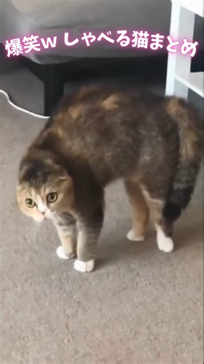 もう人間やんw 喋る猫たちがおもろすぎる