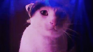 Meow Mix Song | EDM Cat Remix by Ashworth on Make a GIF