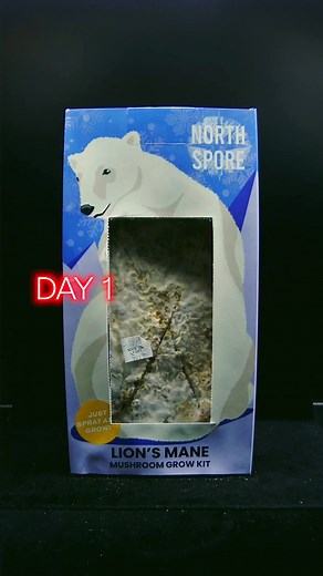 Our Spray & Grow kits make mushroom growing simple and fun! Choose from four flavors and add a new dimension to your kitchen counter. | North Spore