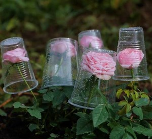 13M views · 120K reactions | The Lazy Gardener’s Guide to a Thriving Summer Yard | 5-Minute Crafts | Facebook