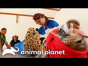 Saving Animal Lives! | Rocky Mountain Vet | Animal Planet