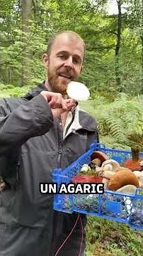 Cueillette de 10 espèces de champignons comestibles !
