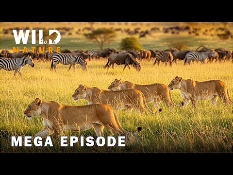 Ultimate Predators: When Lion Attack | MEGA EPISODE #naturedocumentaries