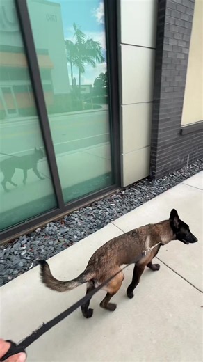 Belgian Malinois Puppy Care Tips | Malinois Puppy Guide