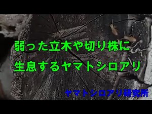 弱った立木や切り株に生息するヤマトシロアリ動画