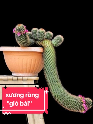 kiểu dị ó #xuongrongtuyphong #xuongrong #senda #thichtrongcay #gốmsứ