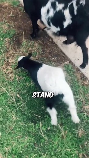 2.9K views · 53 reactions | Introducing MINI Fainting Goat! #goat #faintinggoats #animals #richyvidz #fyp | Richyanimalss | Facebook