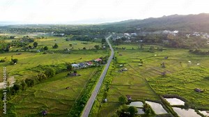 Aerial 4k view of Green rice paddy field, farming cultivation in agricultural area at countryside. Export industrial products of Southeast Asia