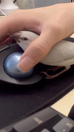 諦めずに頑張る文鳥ねむくん#bird #文鳥 #癒し #文鳥雛