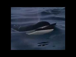 R.I.P. - Keiko. Free Willy (1976-2003)