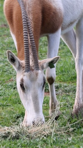 From Extinct to Endangered – The Remarkable Return of the Scimitar-horned Oryx! Today is the very first World Scimitar-horned Oryx Day and we’re celebrating an incredible conservation milestone right here at Monarto Safari Park. Once Extinct in the Wild, this striking desert antelope is now roaming free again in its natural habitat, and Monarto has played a leading role in its comeback. Since 2011, we’ve welcomed 119 calves into our care and helped build a strong, genetically diverse population