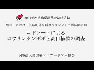 2024年度コドラートによるコウリンタンポポと高山植物の調査